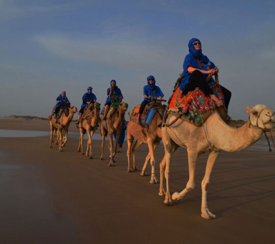 Lima Dromadaire Lima Dromadaire