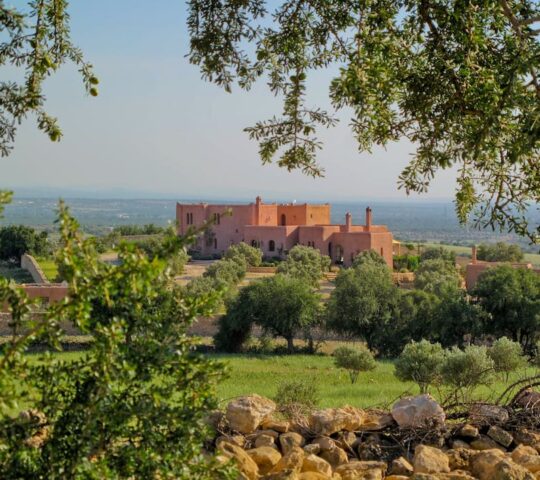 La Colline Des Oliviers La Colline Des Oliviers